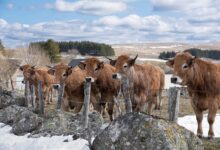 Photo of Zimowe żywienie zwierząt – maszyny, które ułatwiają pracę w oborze i chlewni